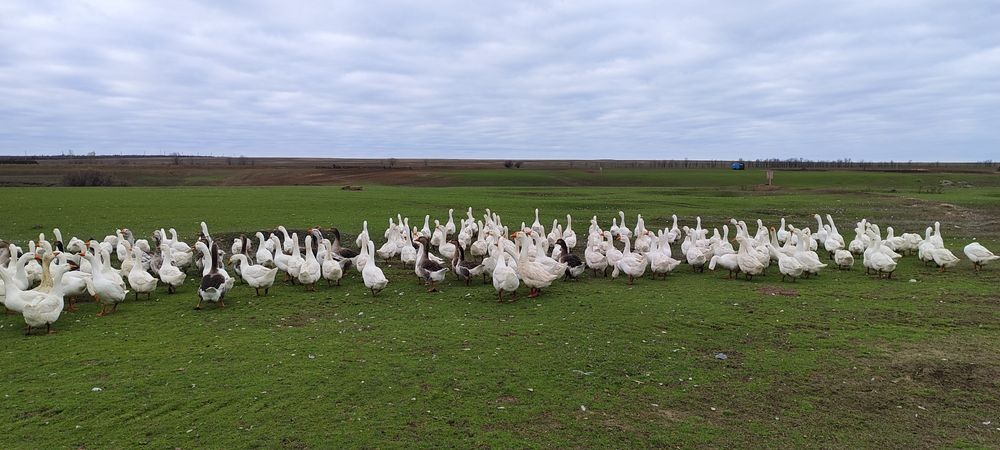 Продаются гуси, оптом и в розницу.