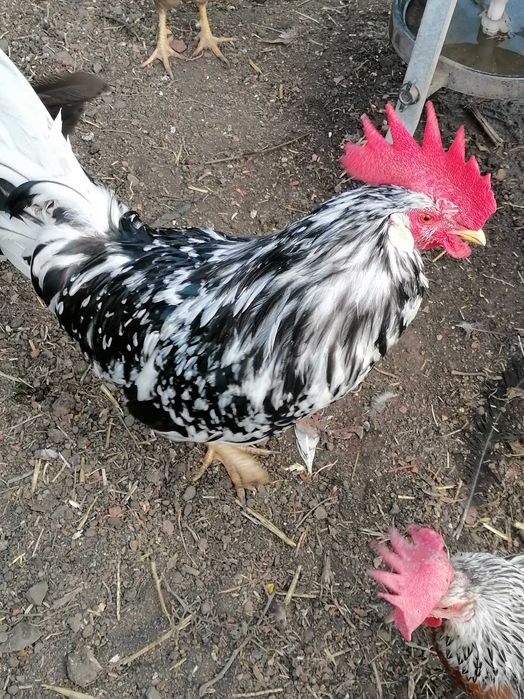 Петли Легхорн Бял, Сребърна Италянка и Ексченджр