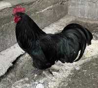 Cocos australorp