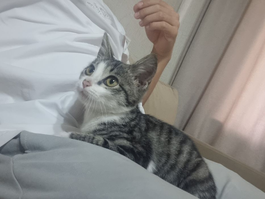 Котенок  в добрые руки бесплатно