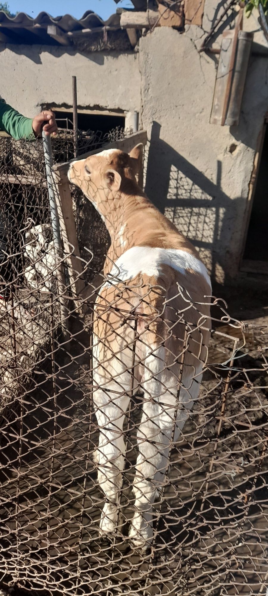 Vând vițel de două luni