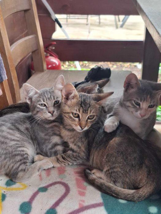 Adoptie 6 pisoiasi