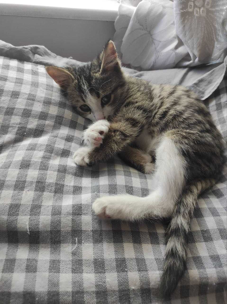 Продаю красивого кота