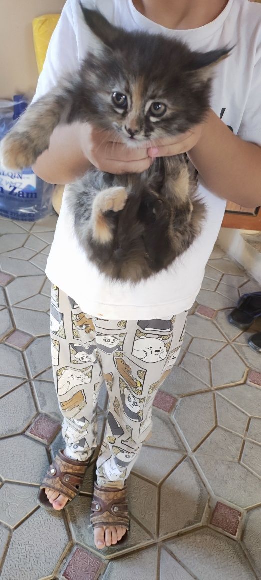 Отдам в хорошие руки котят