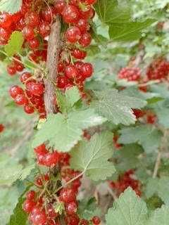 Қора ва қизил Россиядан келтирилган смородина ва йошта кўчатлари