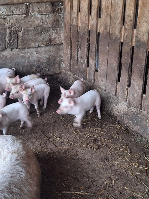 Продавам прасенца