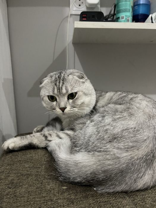 Вязка Скотишь Фолд