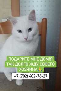 Белоснежный котик в поисках дома