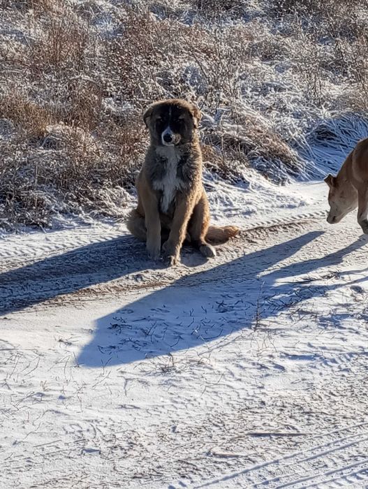 Отдам собак! В хорошие руки! Бесплатно!