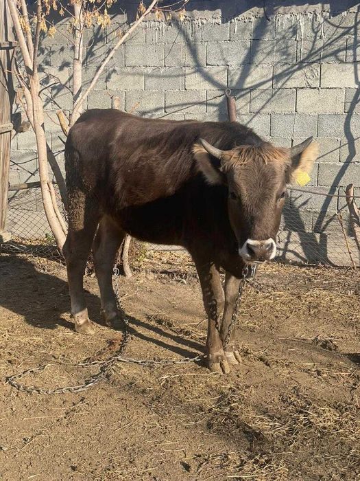 домашняя тёлочка