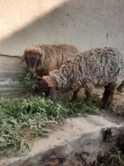 Мода баррала сотилади