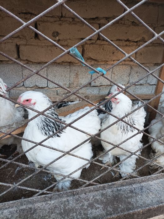 Zotli Brama  tovuqlari sotiladi 5ta tovuq