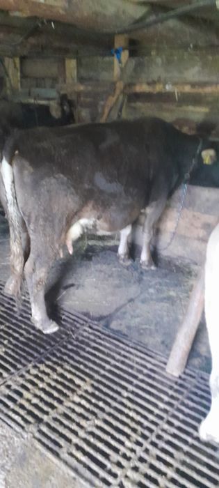 Vaca gestanta in 8 luni