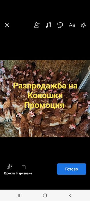 Свободни Кокошки Носачки С Голяма Носливост Порода-Ломан Браун на 1г