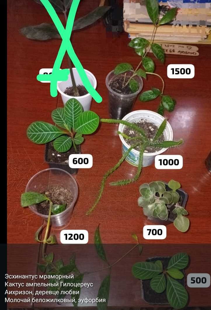 Суккуленты,укореняшки и срезы