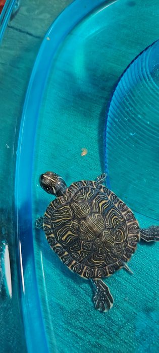 Vand broască țestoasă