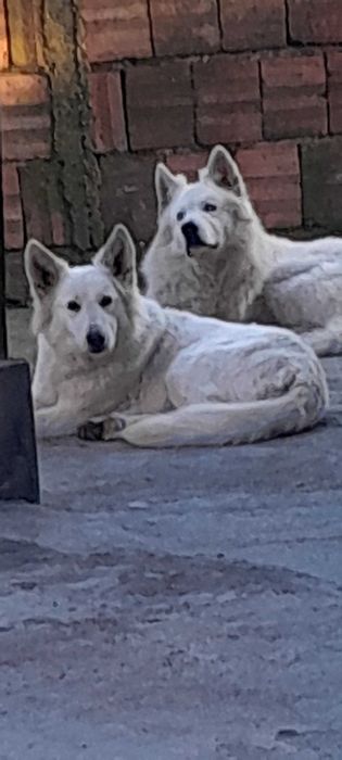 Швейцарска бяла овчарка