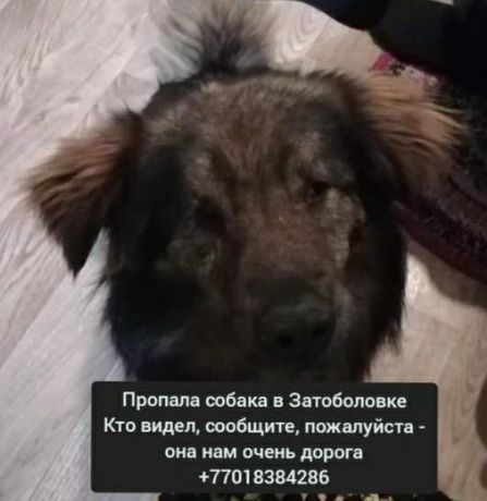 Пропал пёс слепой город Тобыл