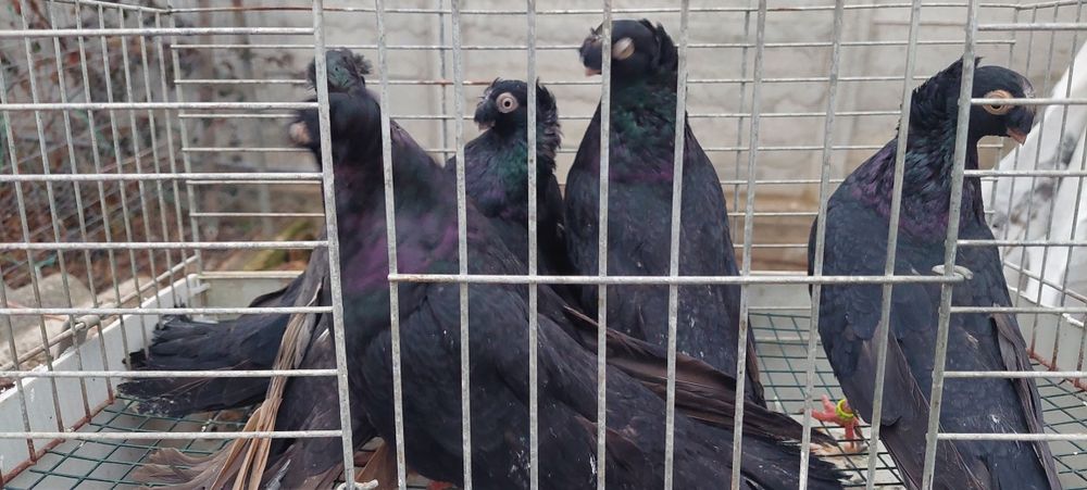 Porumbei jucatori bimotati,siberieni,takla