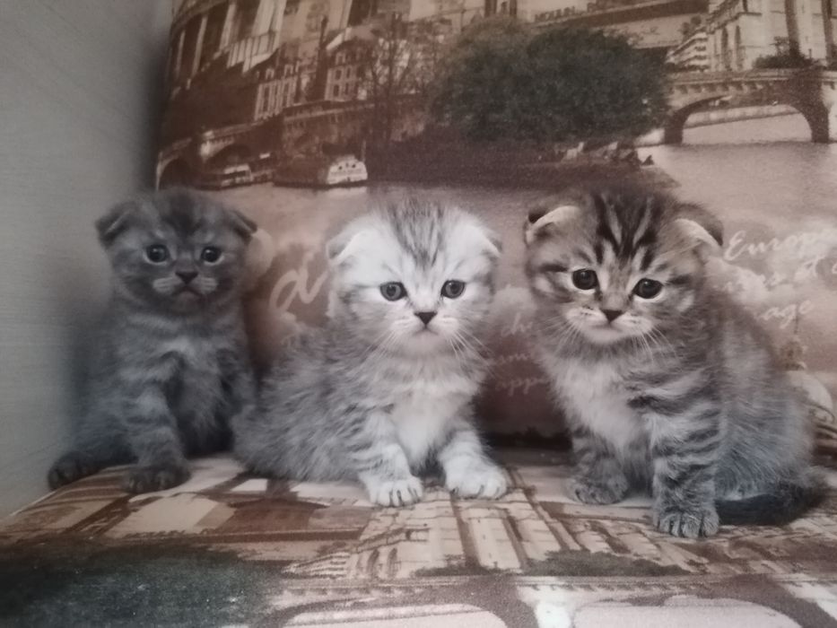 Шотландский вислоухие.