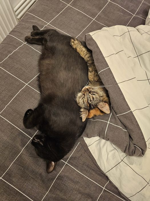 Pisici prietenoase de donat