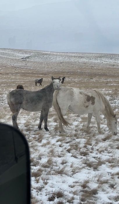 Тай жирный еркек