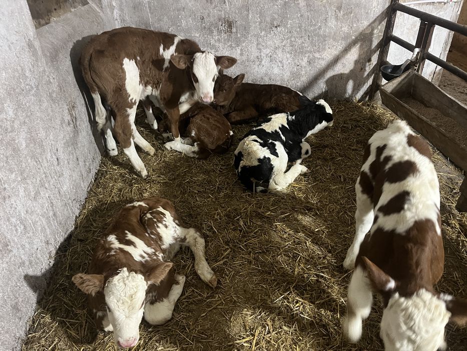 Vitei de vanzare 3-7 saptamani