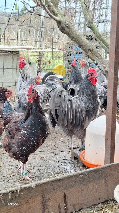 Vand cocosi diferite rase