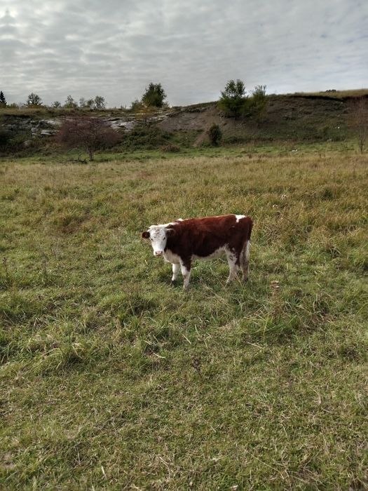 Продам тёлку 1,5 год находится посёлке Ново-Явленка