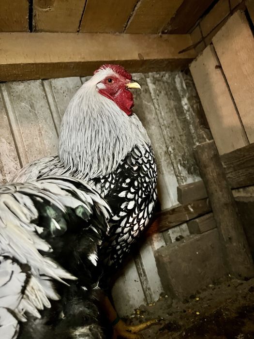 Cocosi Wyandotte Wiandotte 2025 TOP rasa pura GSG albastru auriu