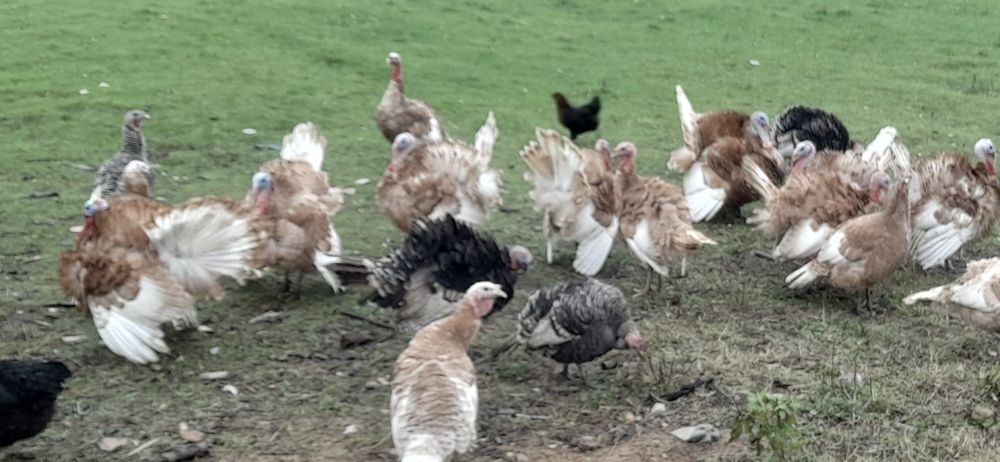 Продавам домашни пуйки