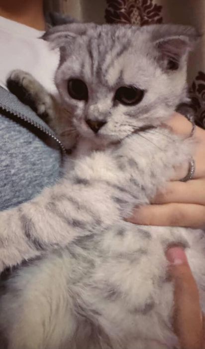 Очаровательный котёнок ищет свой дом! 

Посмотрите в эти глазки