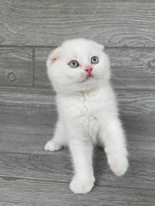 Pisoiaș Scottish Fold cu Pedigree - rezervare