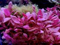 Plante de acvariu roșii