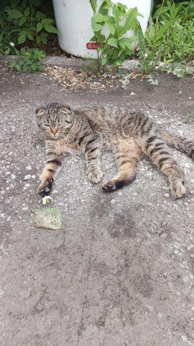 Котик вислоушка ищет себе дом.