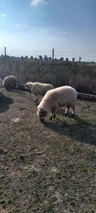 Vand sau schimb 4 berbecuti