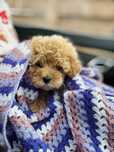 Maltipoo roscat superba