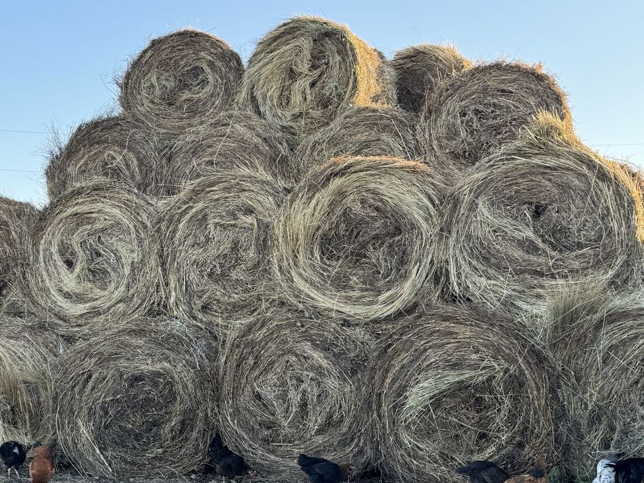 Продам солому пшеничная и льняная