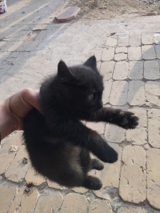 2 ta mushuk bor besplatna