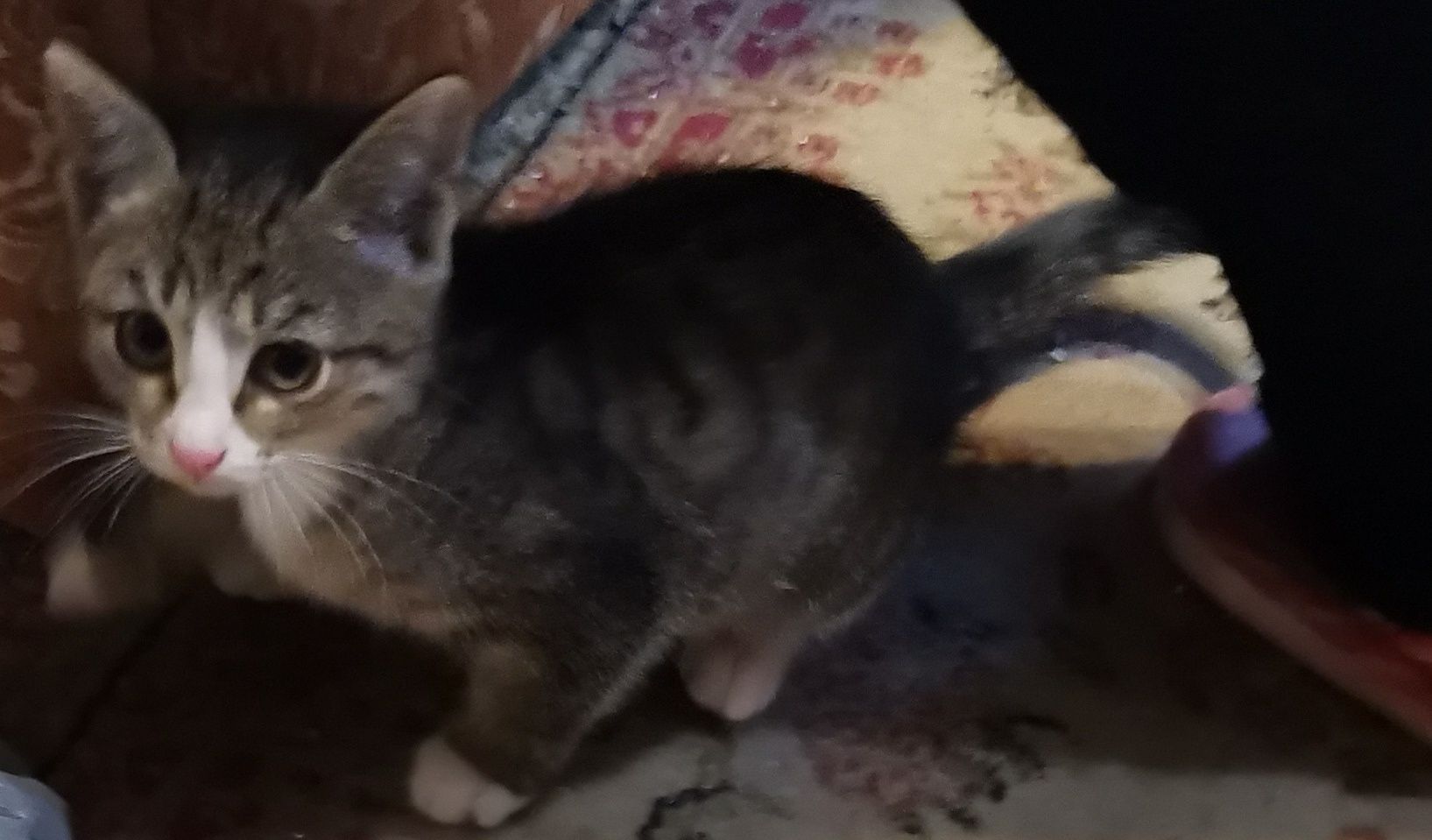 Котенок в добрые руки