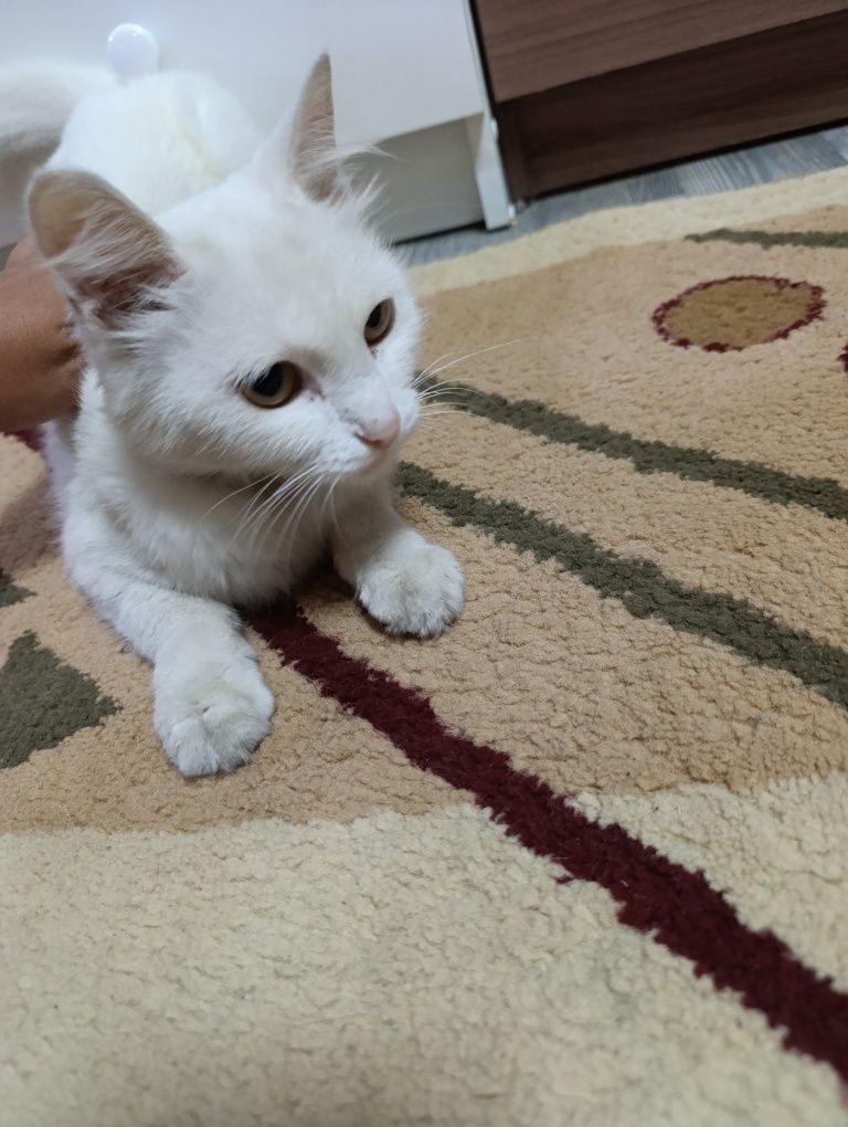 Отдам Кошку маму и её котёнка мальчика