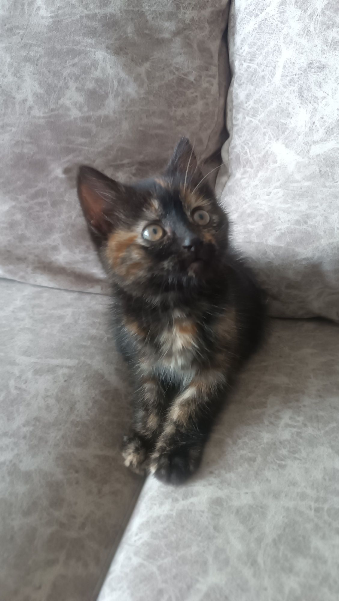 Котенок девочка 2мес