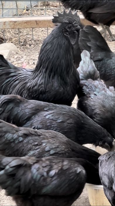 Ayam Cemani , oua de incubat, gaini complet negre rasa pura