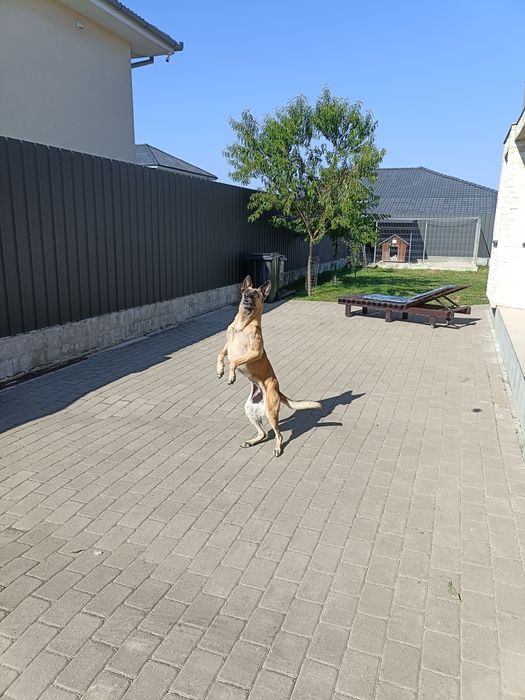 Donez metis Belgian Malinois