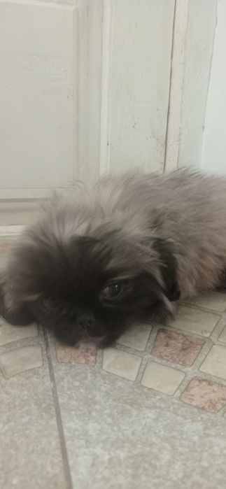 Продается щенок пикинесс