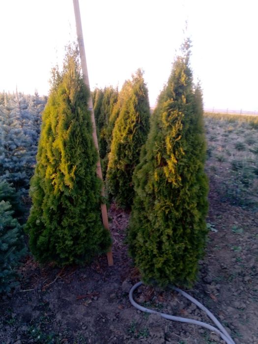 Vindem tuia brazi mesteacăn magnoli liliac tei etc