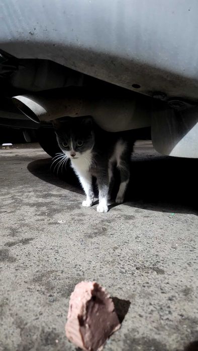 Котенце търси дом