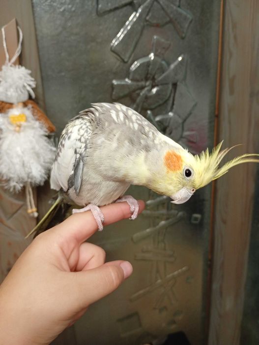 Продавам двойка корели ръчно хранени .