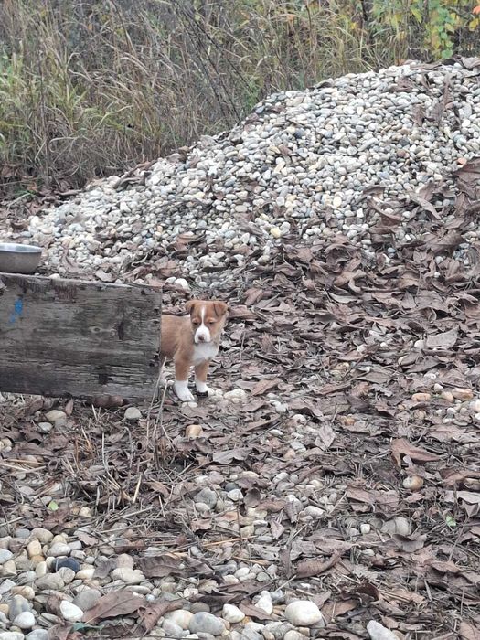 Catelusi pentru adoptie