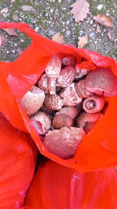 Ciuperci piciorul caprioarei